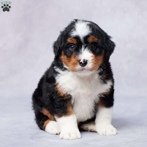 Cam, Mini Bernedoodle Puppy